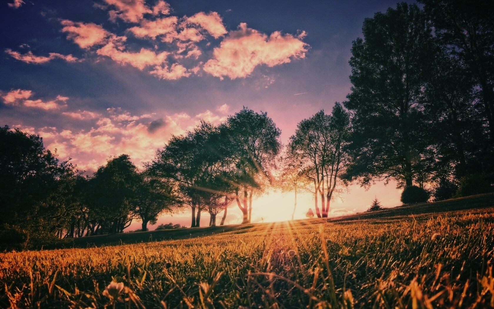 Лучи солнца на траве обои