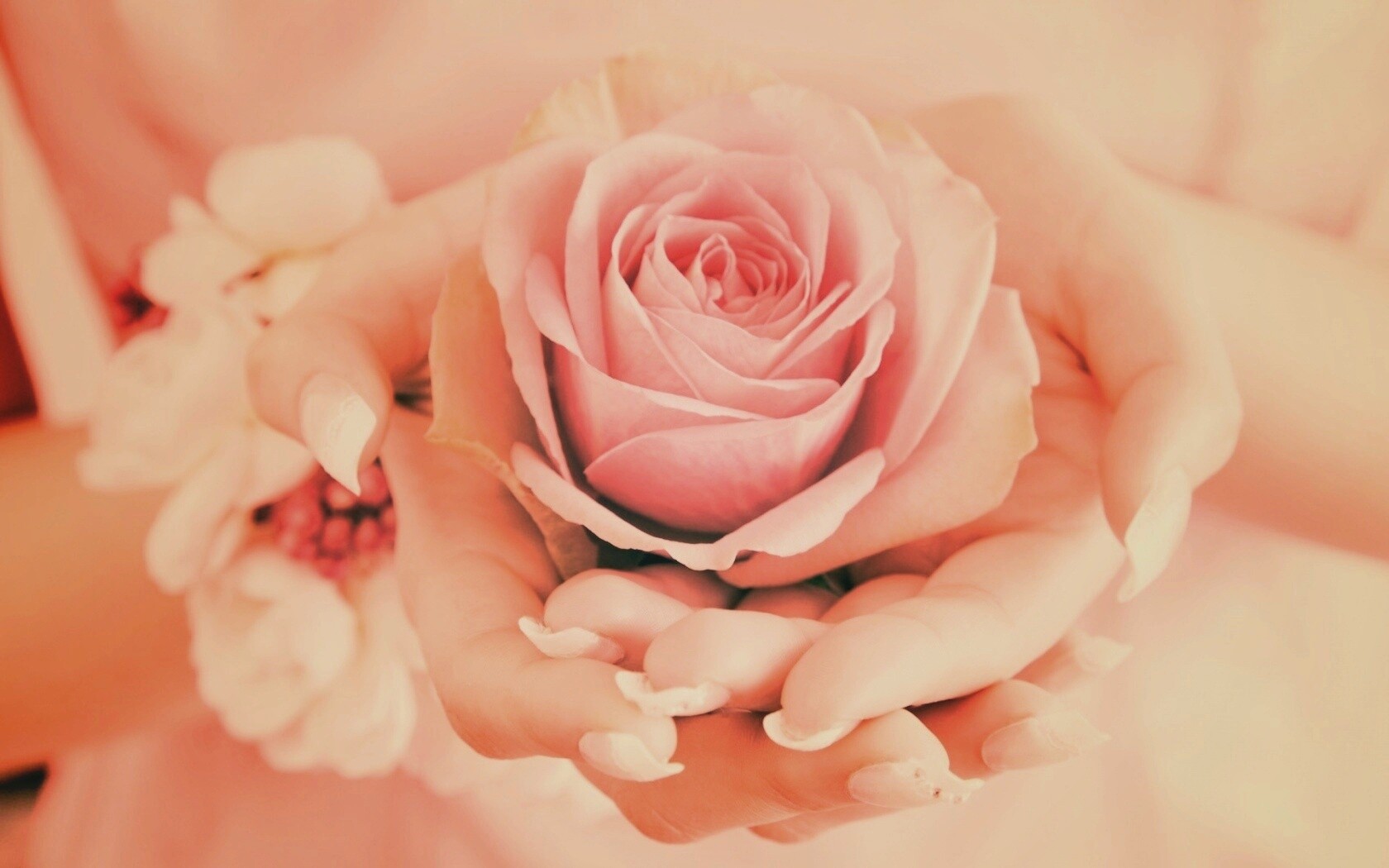 Роза в женских руках обои