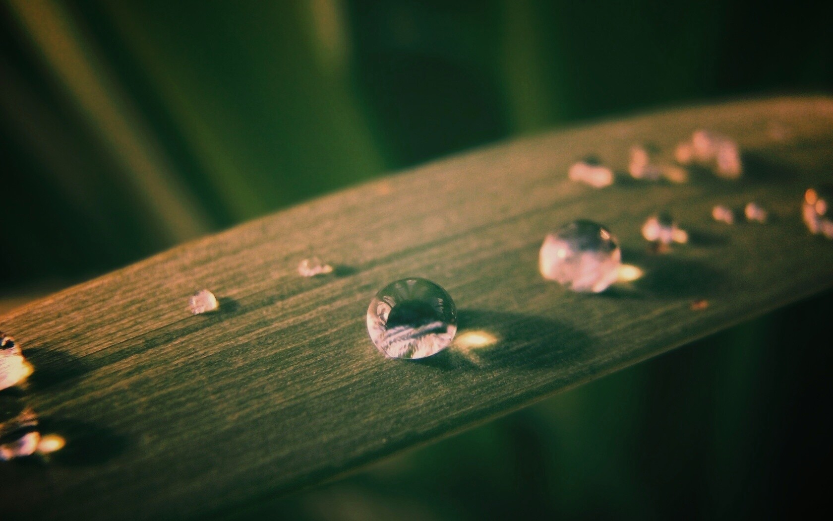 Капли росы на листе обои