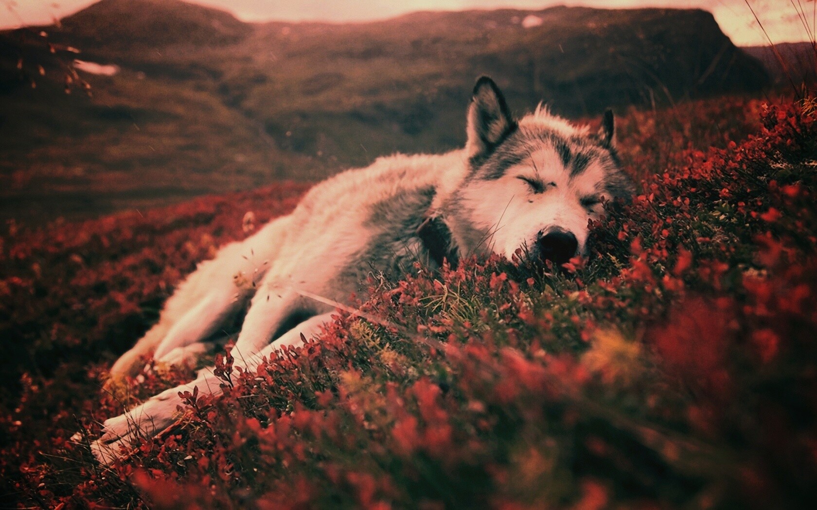 Лапа в цветах обои