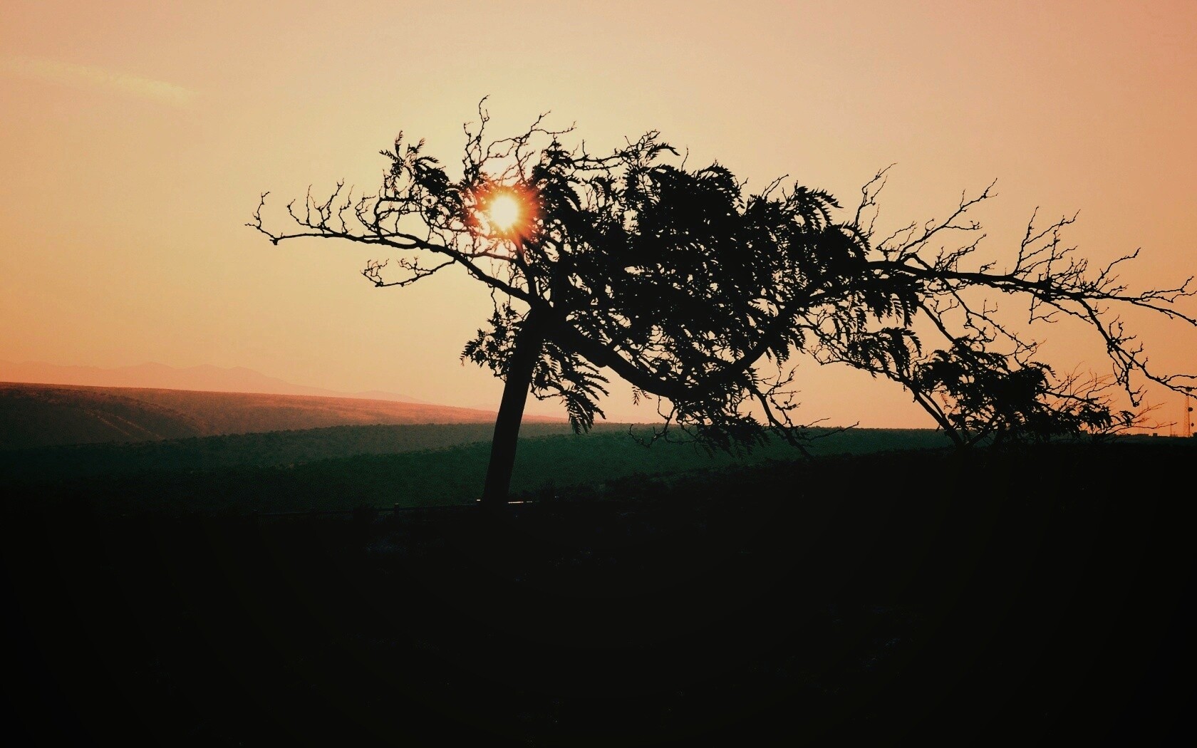 Дерево на закате обои