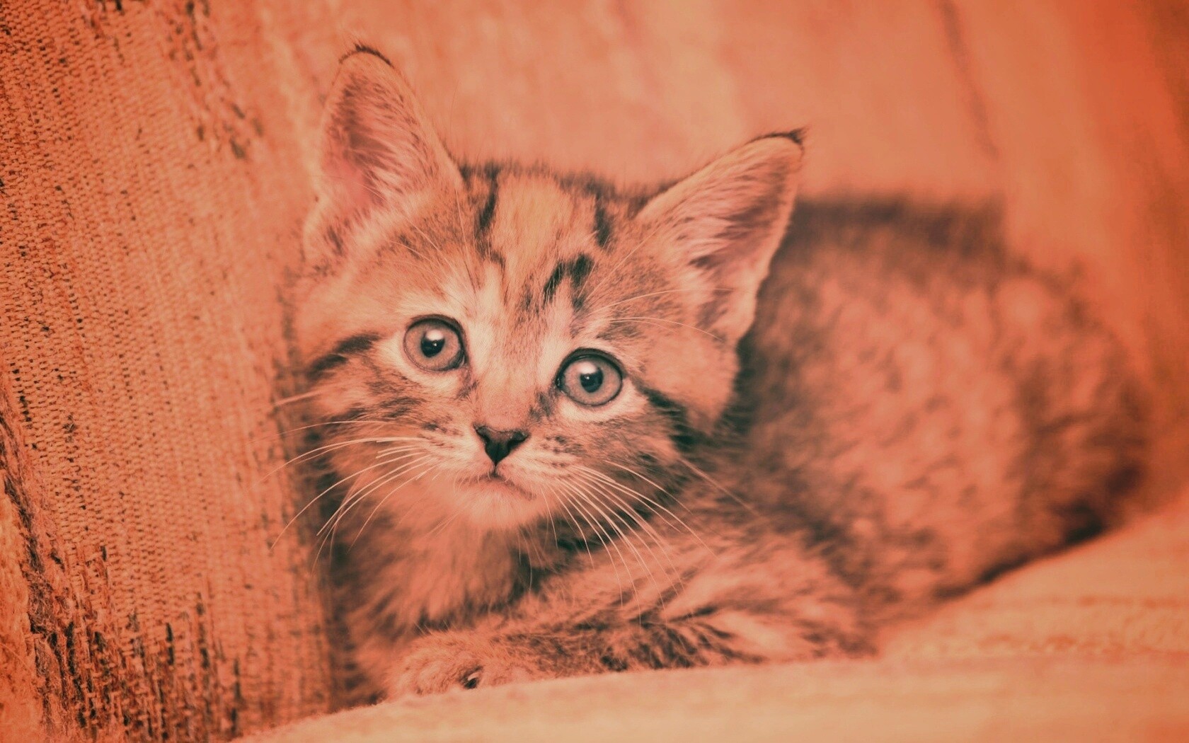 Милый маленький котенок обои