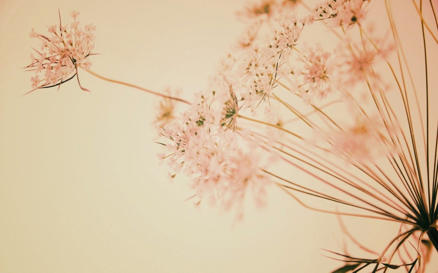 Цветы в макро обои