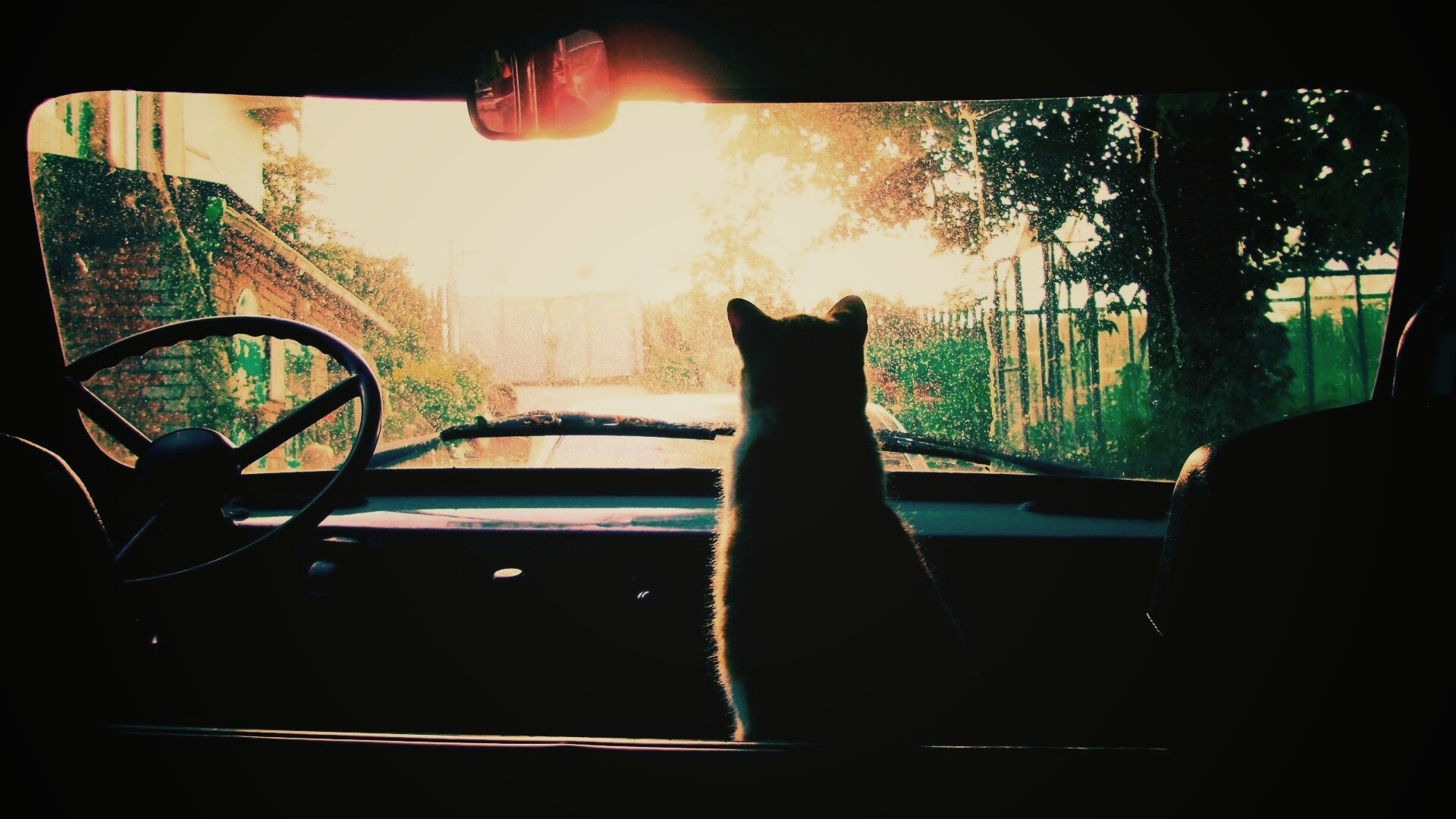 Кот навигатор обои