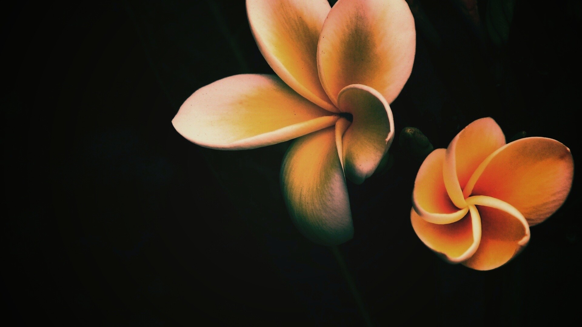 Цветки обои