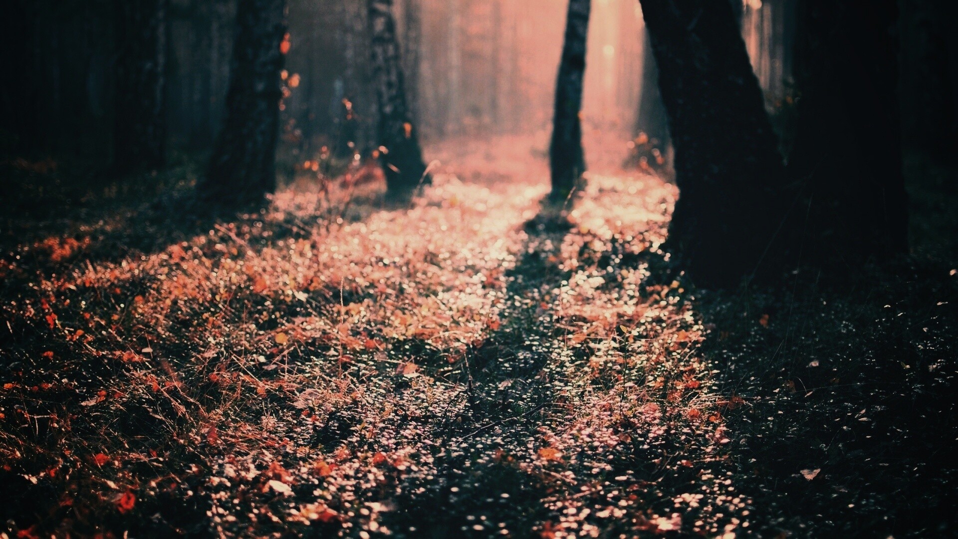 Лесная земля обои