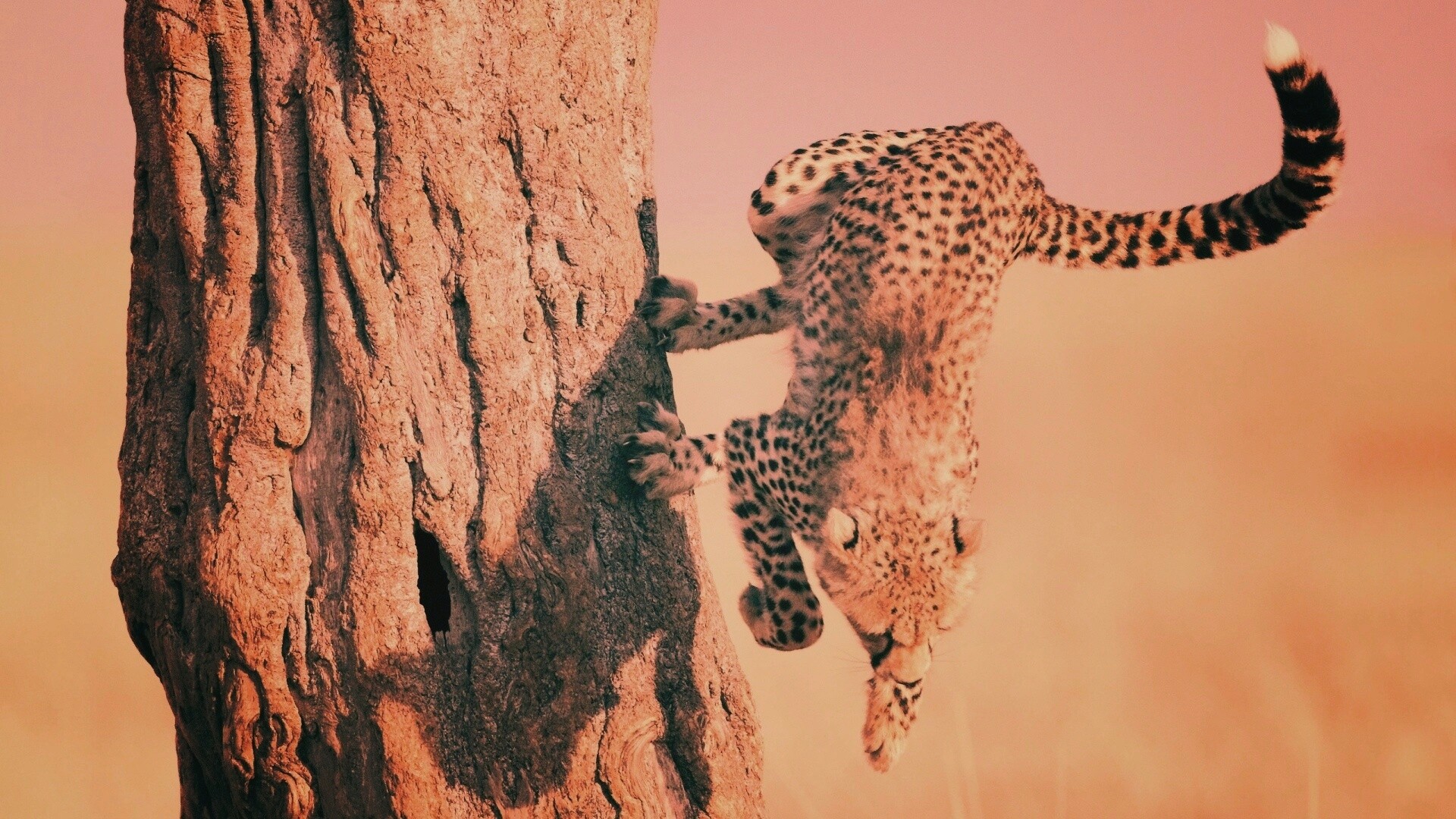 Скалолаз обои