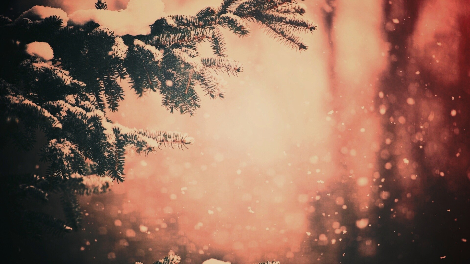 Еловые лапы в снегу обои