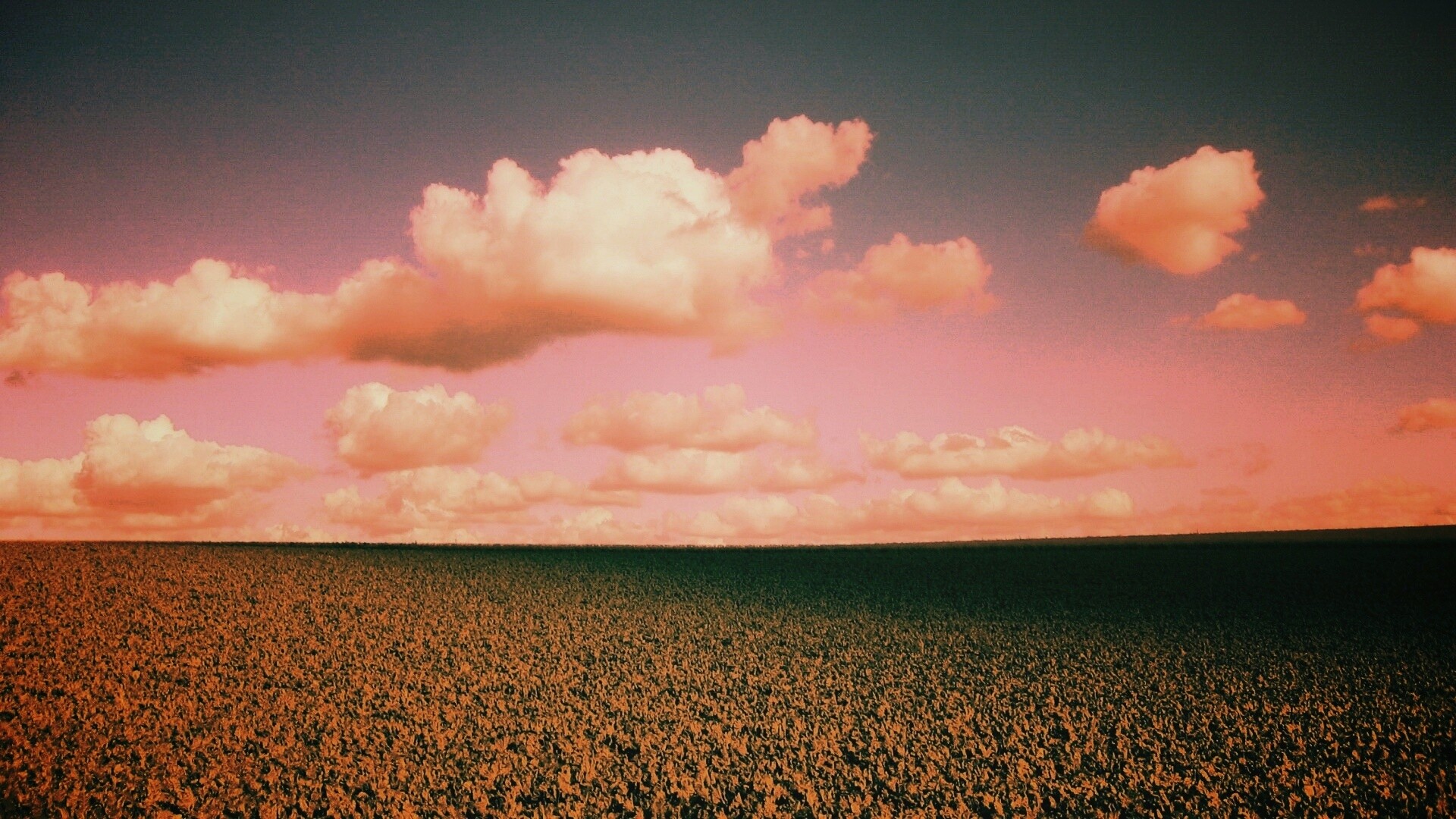 Обака над бескрайними полями обои