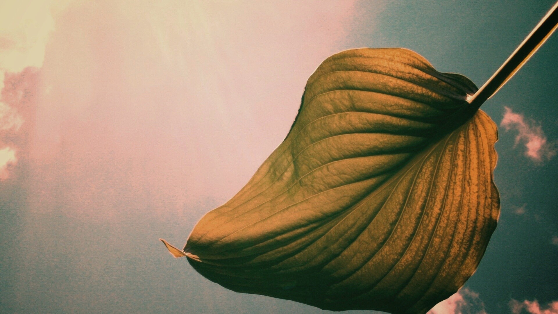 Листик тянется к солнцу обои