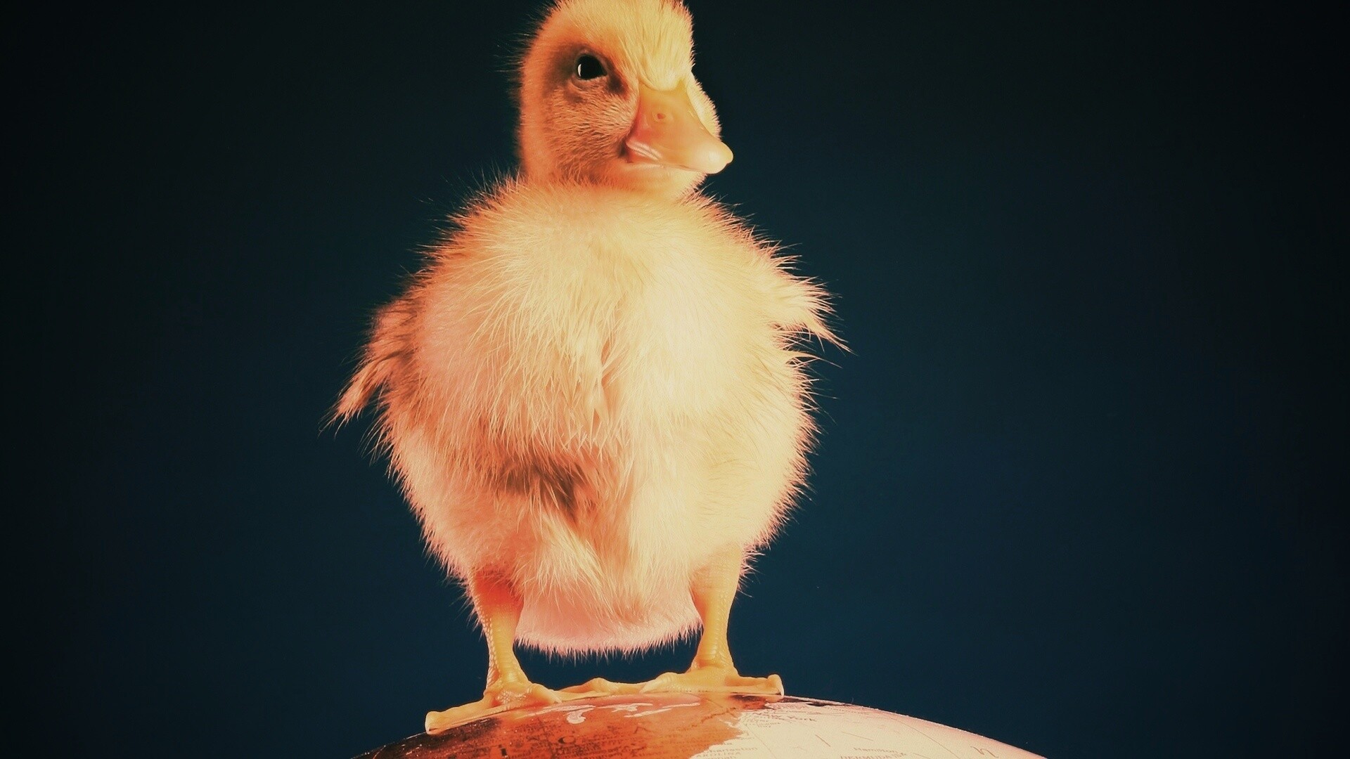 Утёнок на глобусе обои