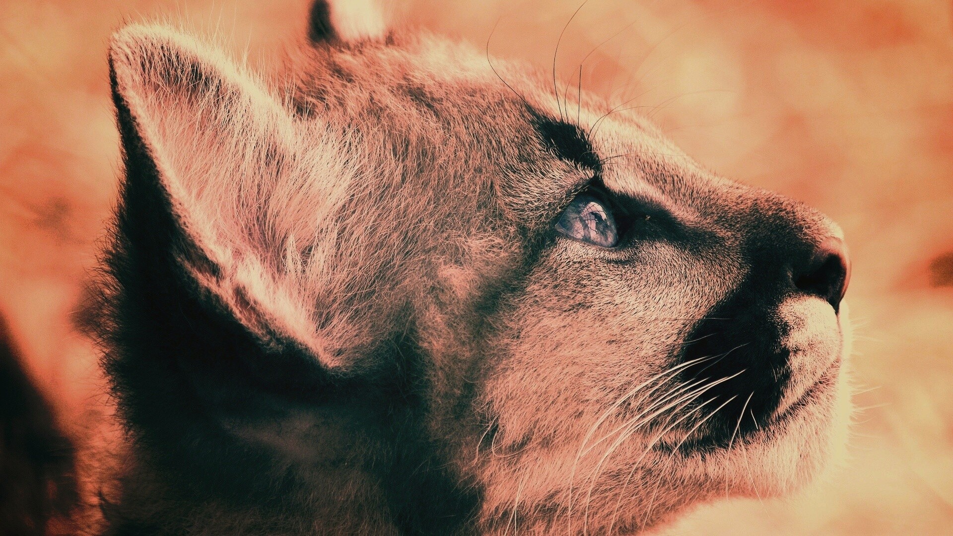 Оцелот смотрит вдаль обои