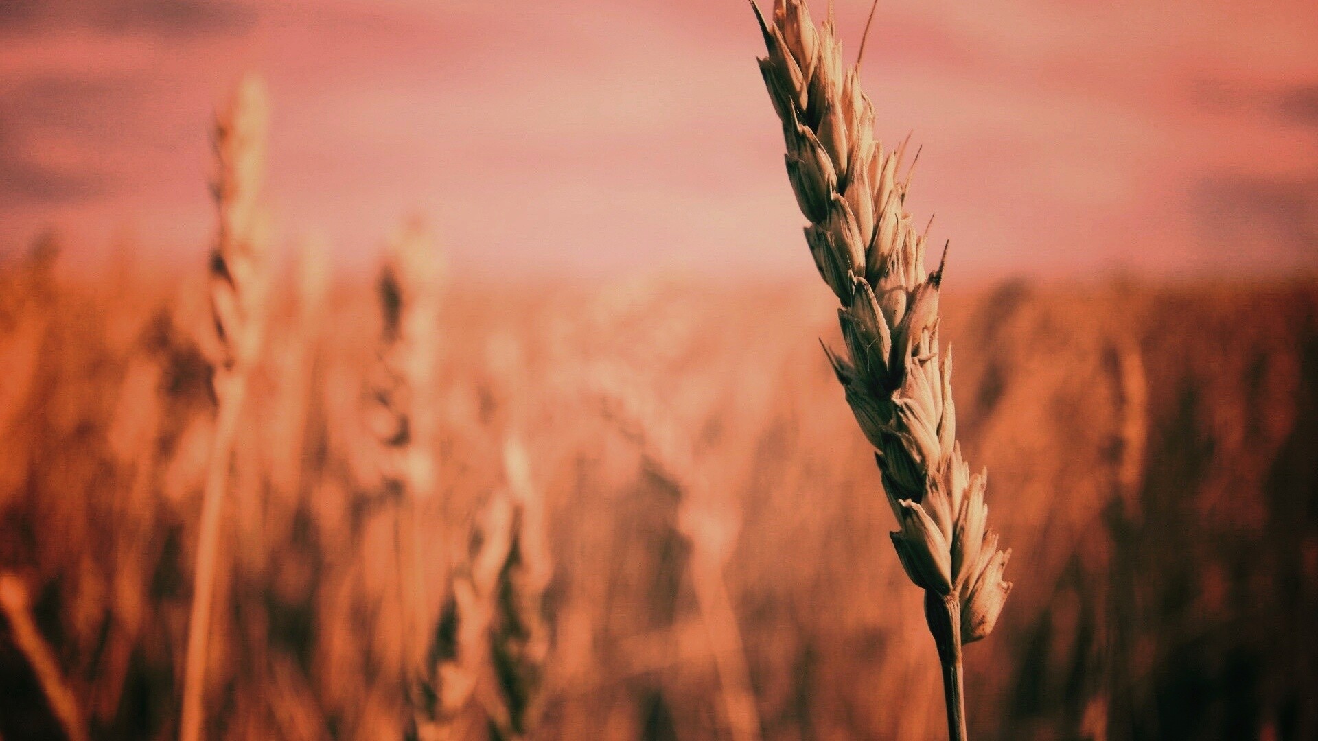 Колосок обои