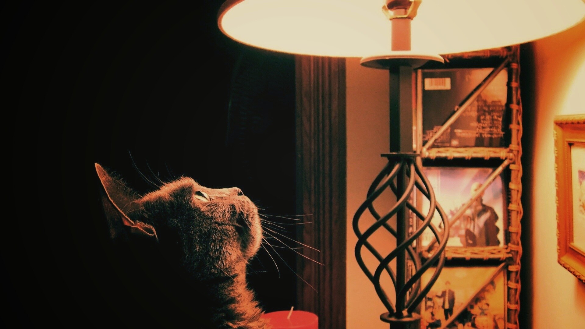Кот смотрит под торшер обои