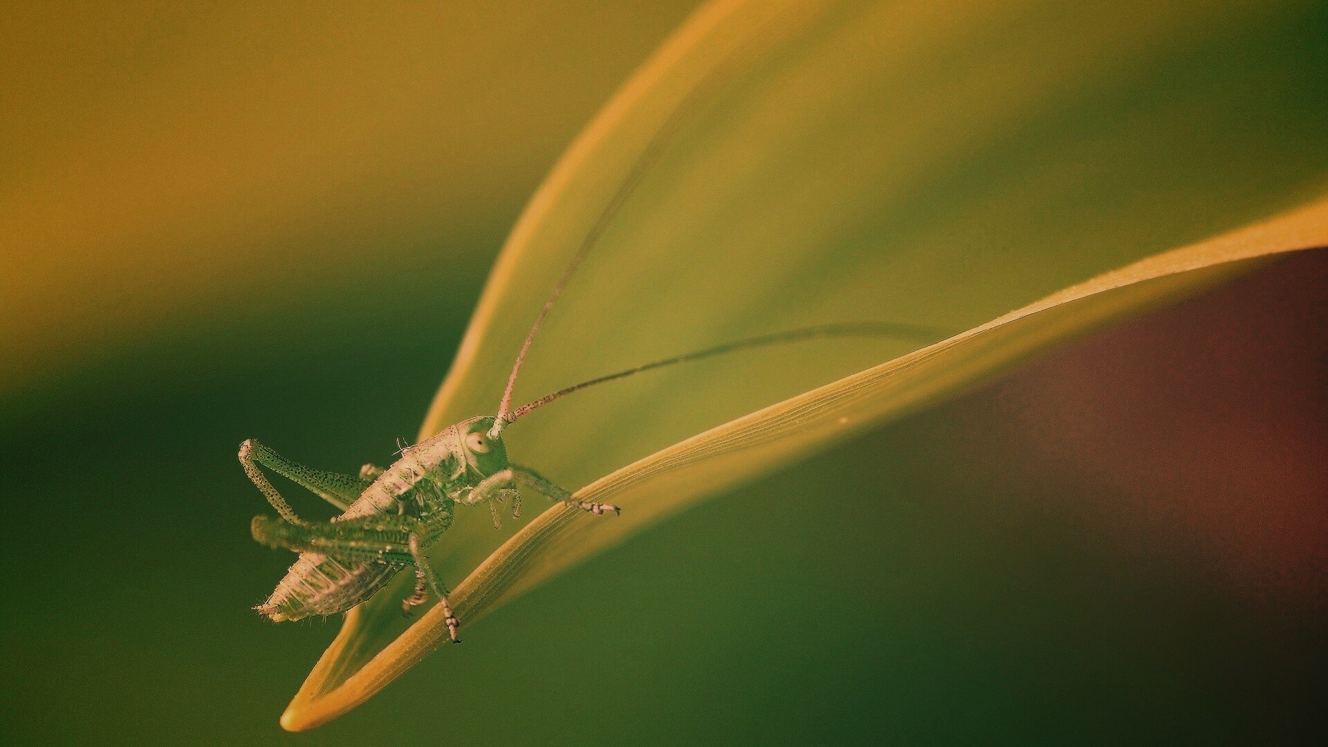 Кузнечик на листике обои