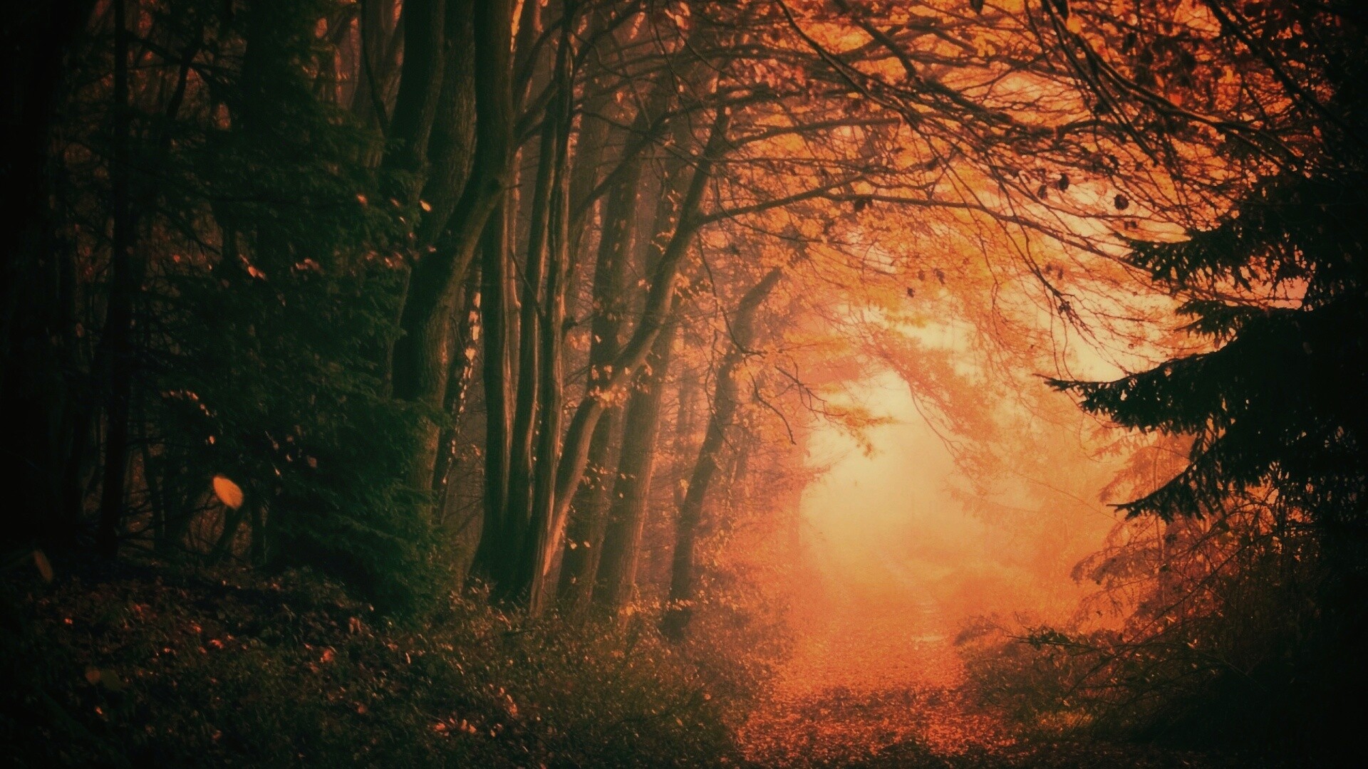 Дорожка заваленная листьями обои