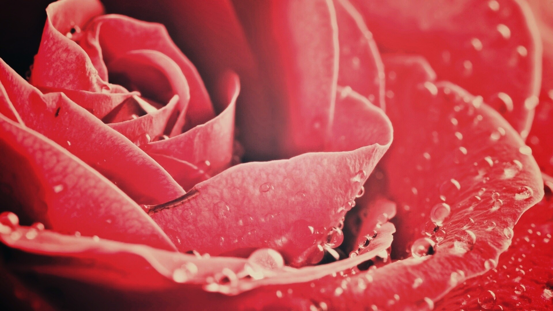 Капли на бутоне розы обои