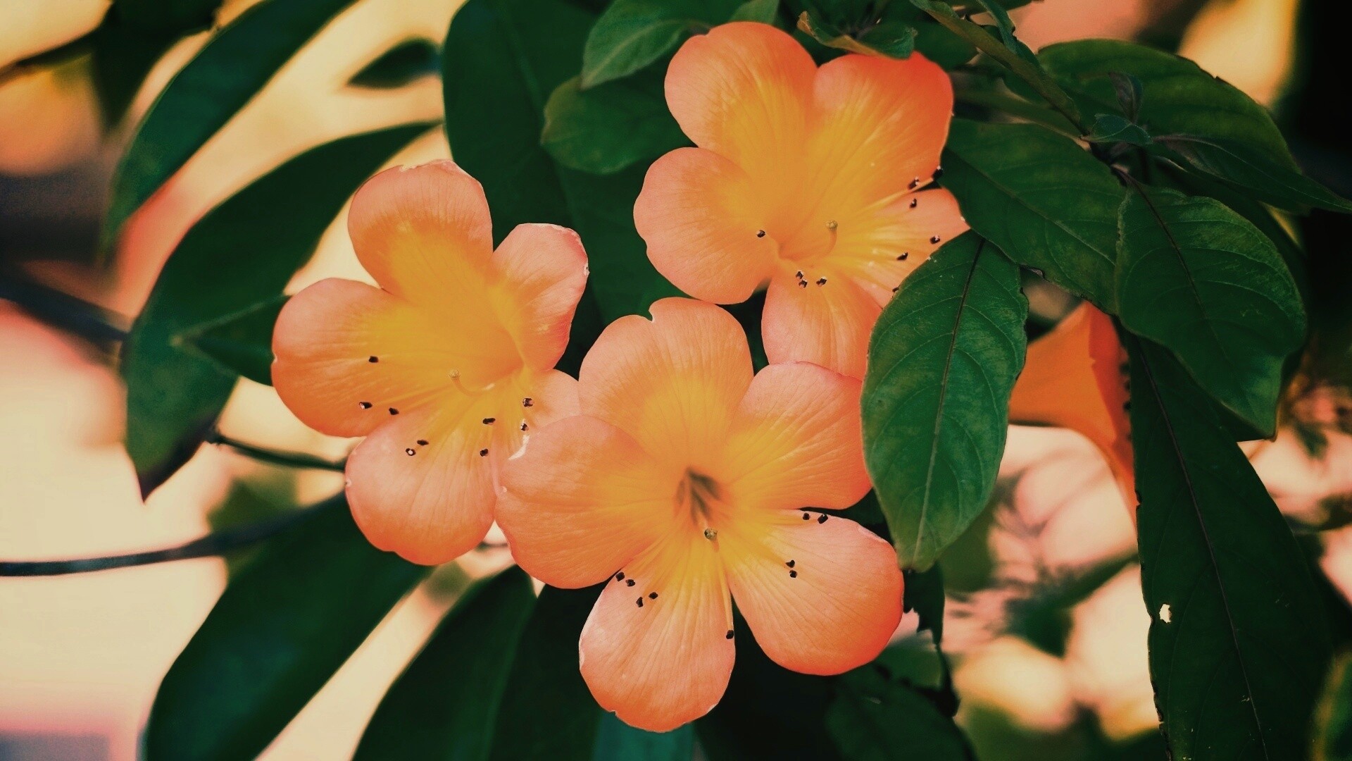 Оранжевые цветочки обои