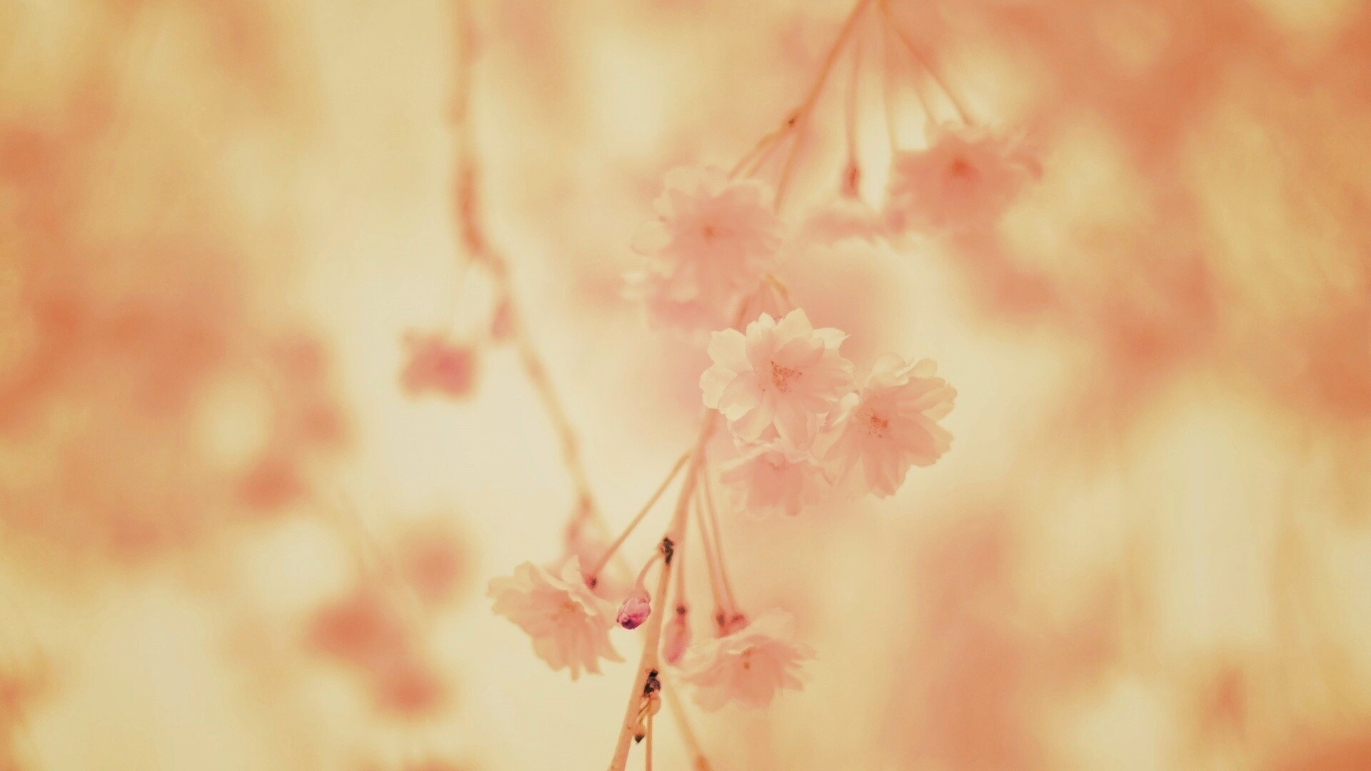 Нежные цветы обои