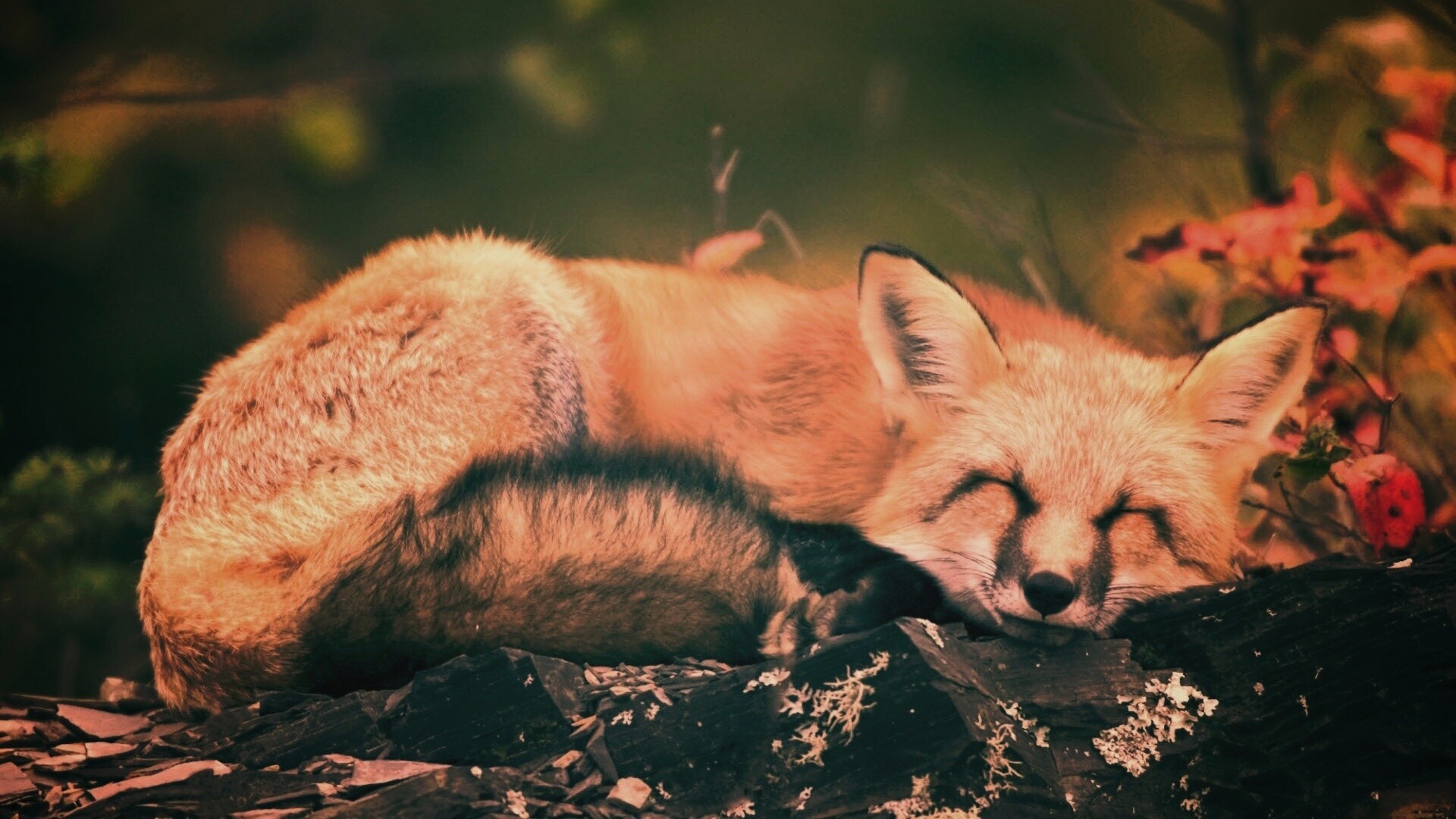 Спящая лиса обои