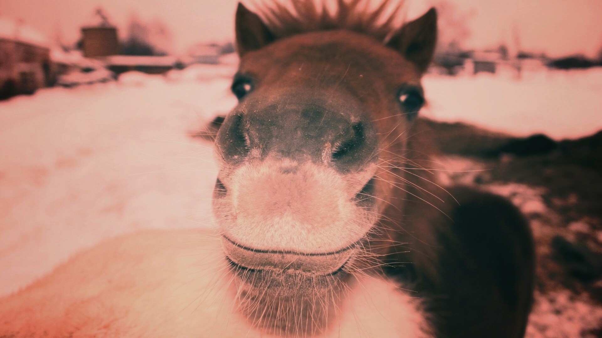 Морда пони обои