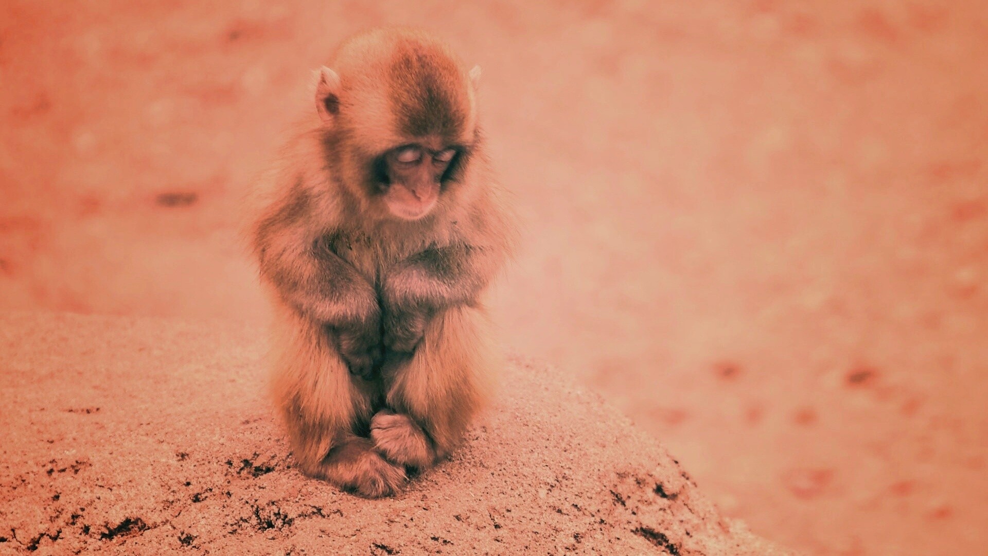 Детеныш обезьяны обои