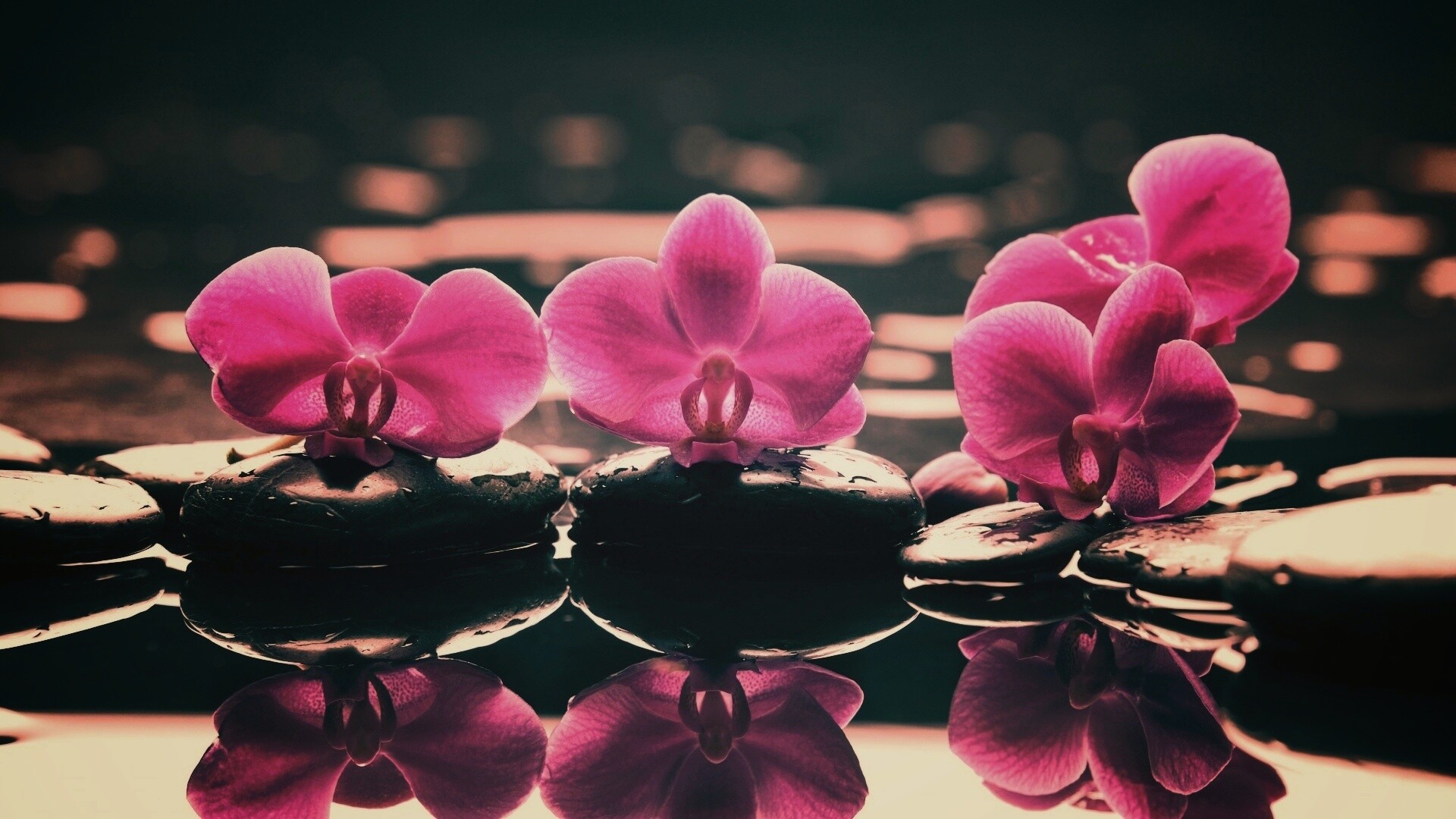 Орхидеи на камнях обои