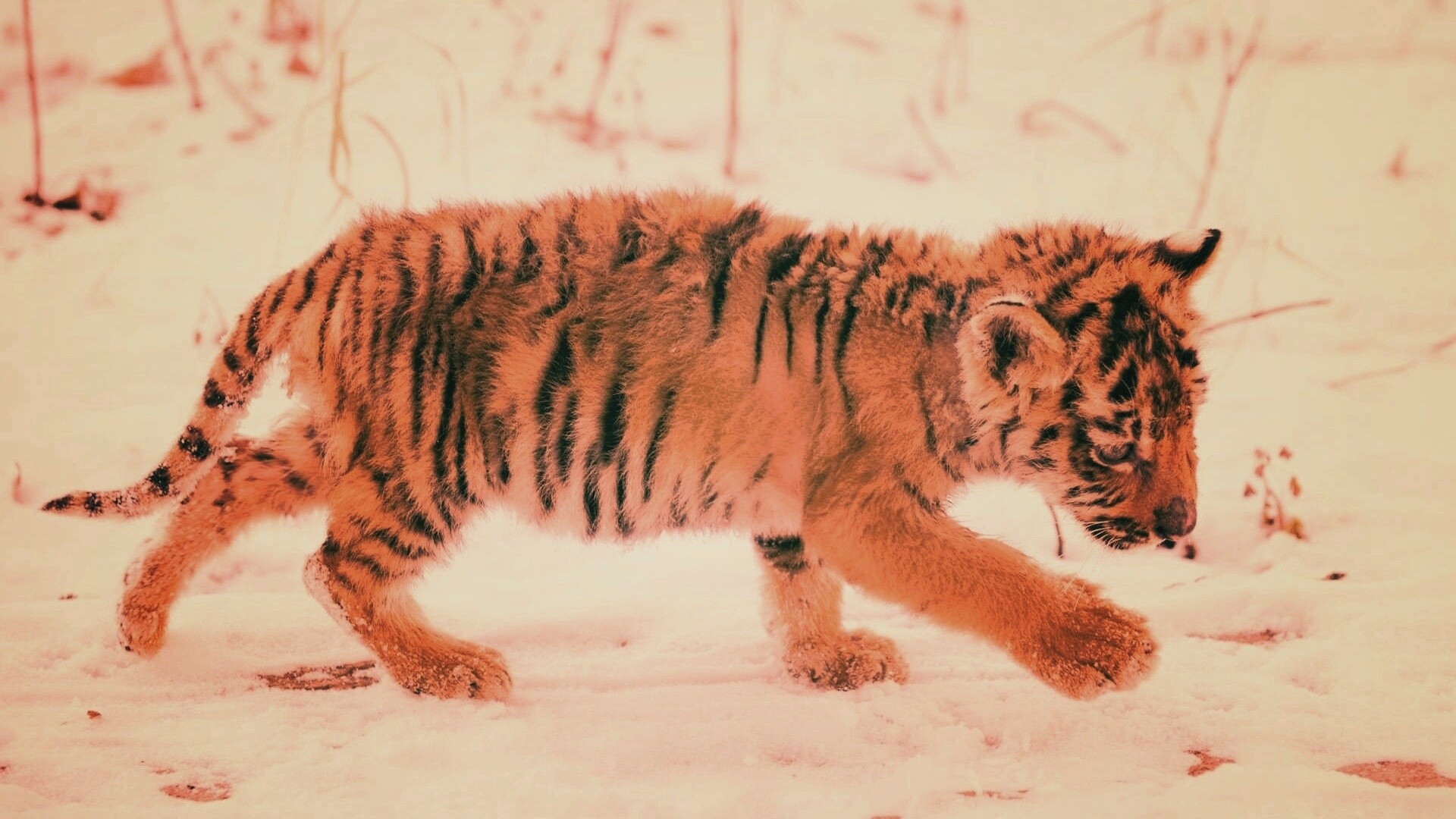 Тигренок на снегу обои