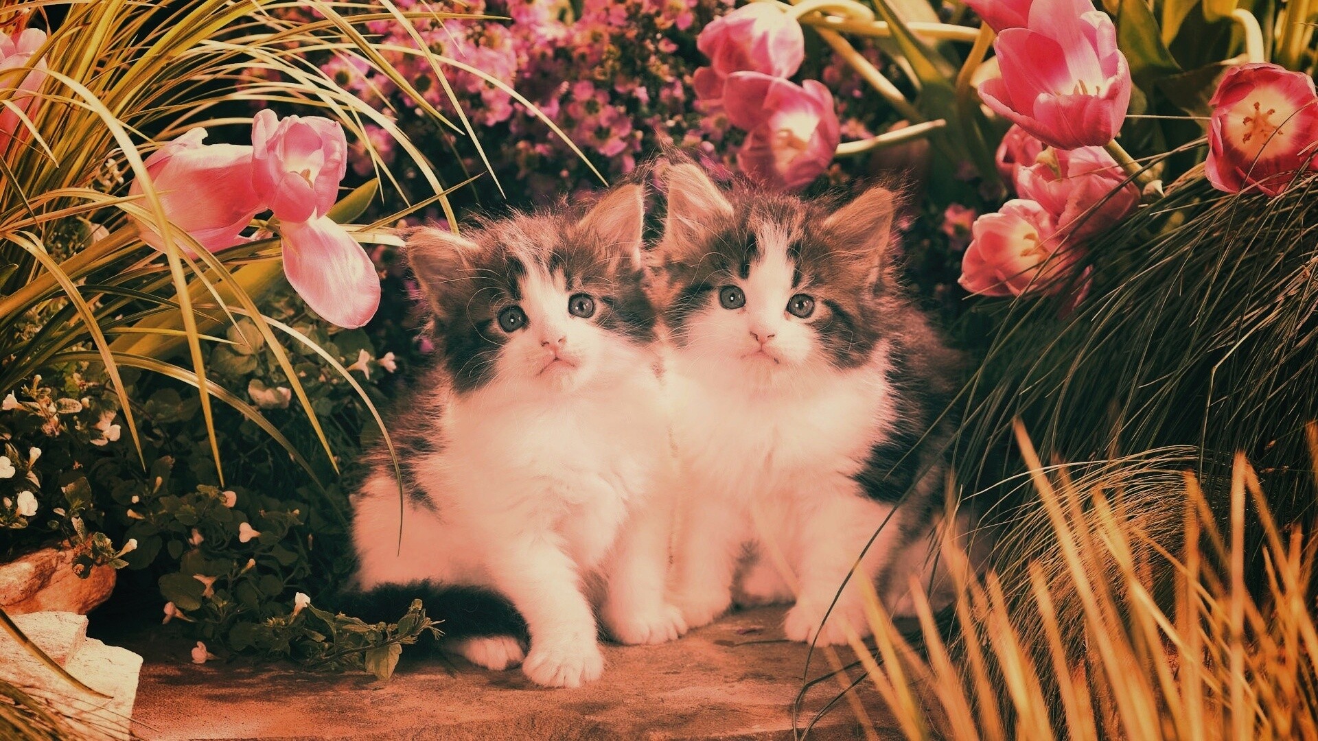 Котята в цветах обои
