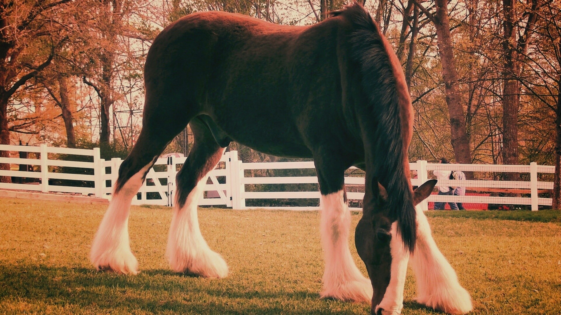 Лошадь с лохматыми ногами обои