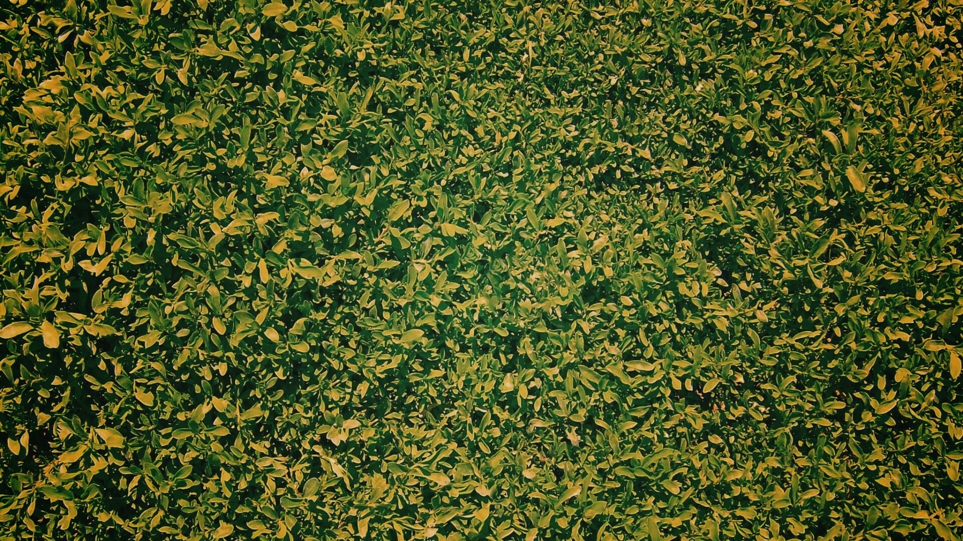 Чайные листья обои