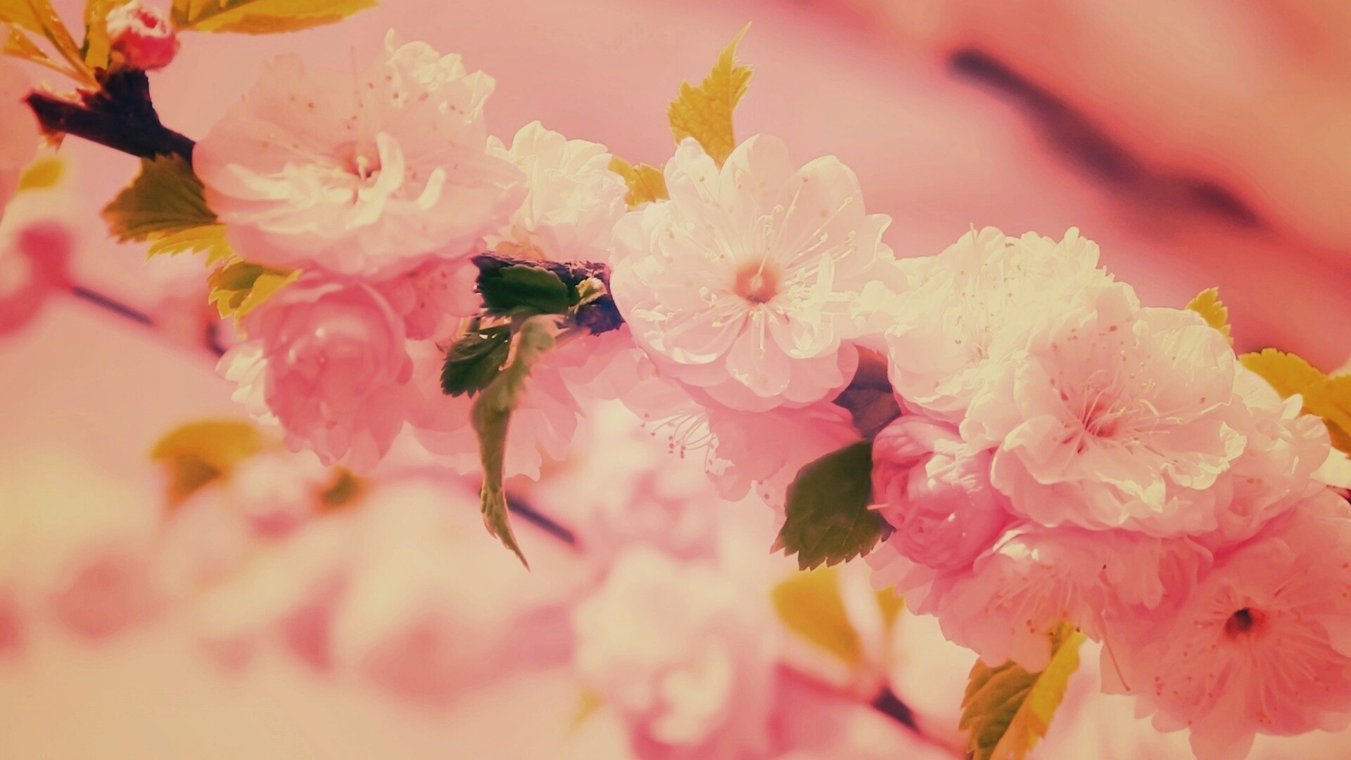 Ветка с цветами обои