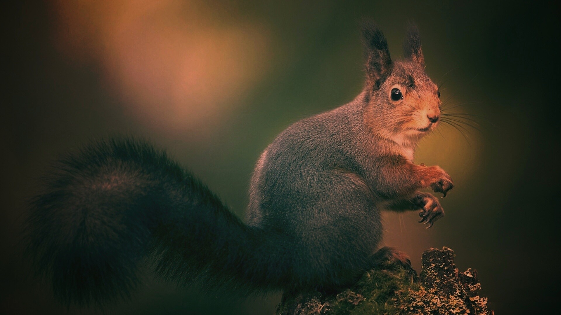 Белку застали врасплох обои