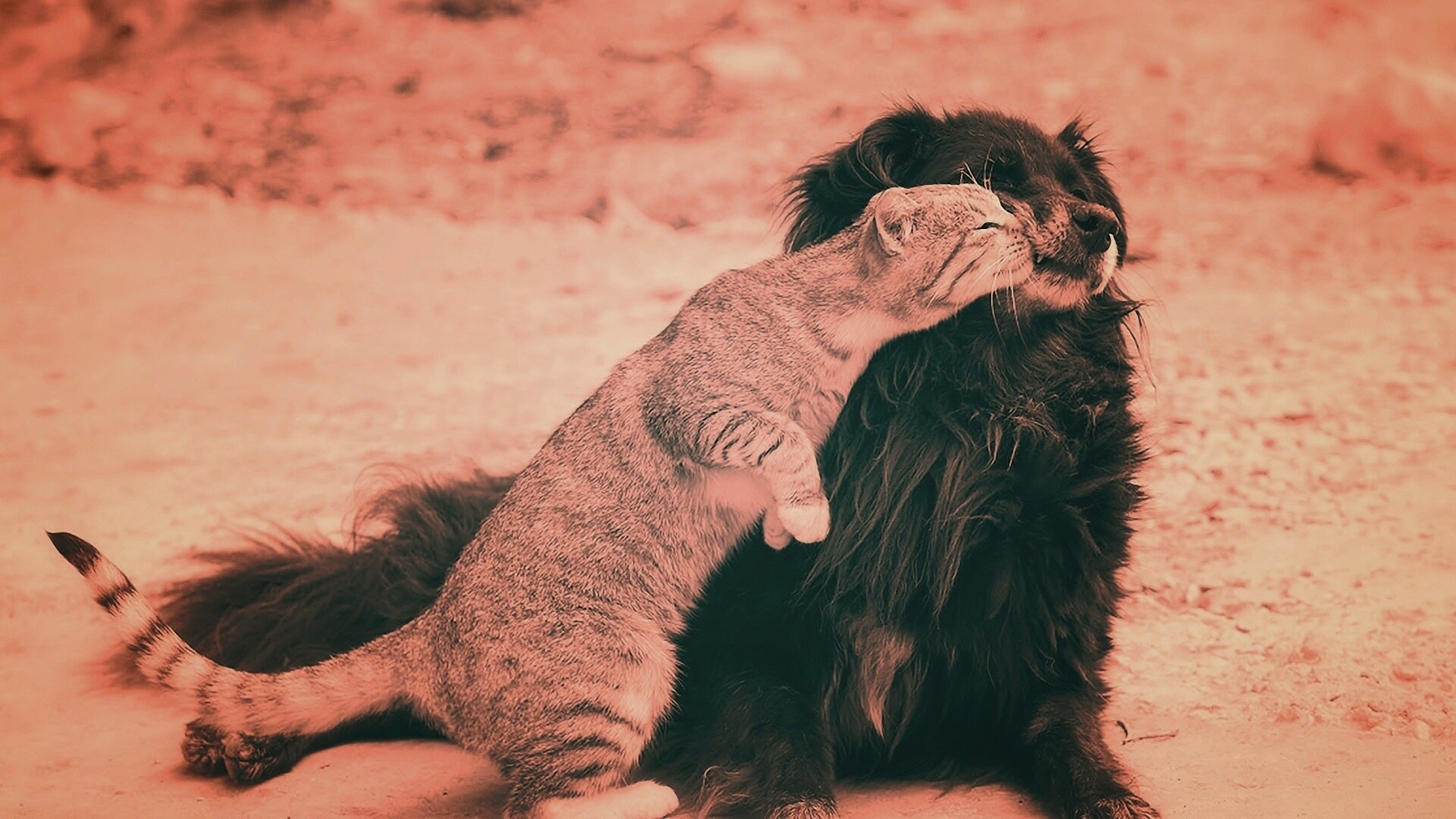 Поцелуй кошки и собаки обои