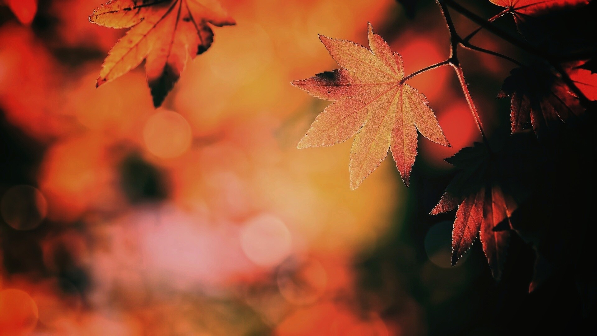 Осенние листья обои