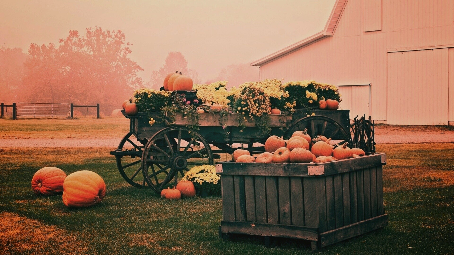 Урожай тыков обои