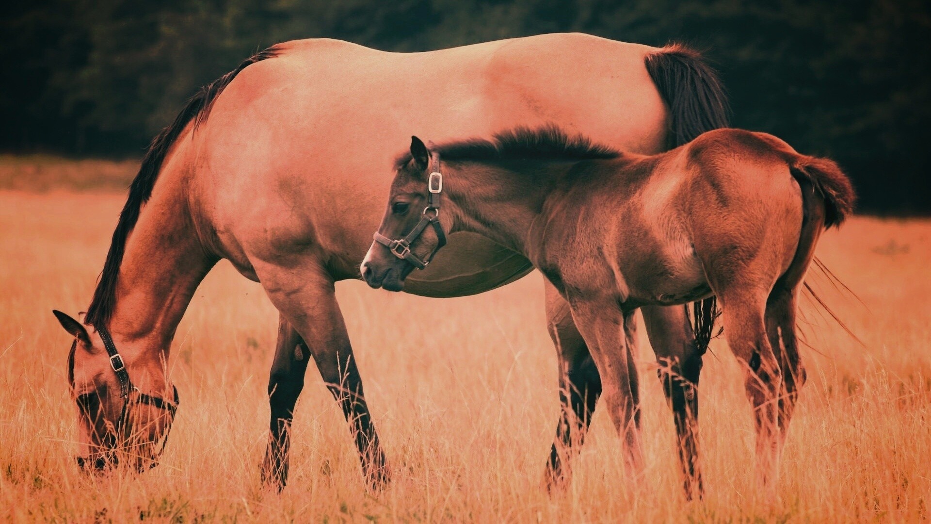 Жеребенок и беременная кобыла обои