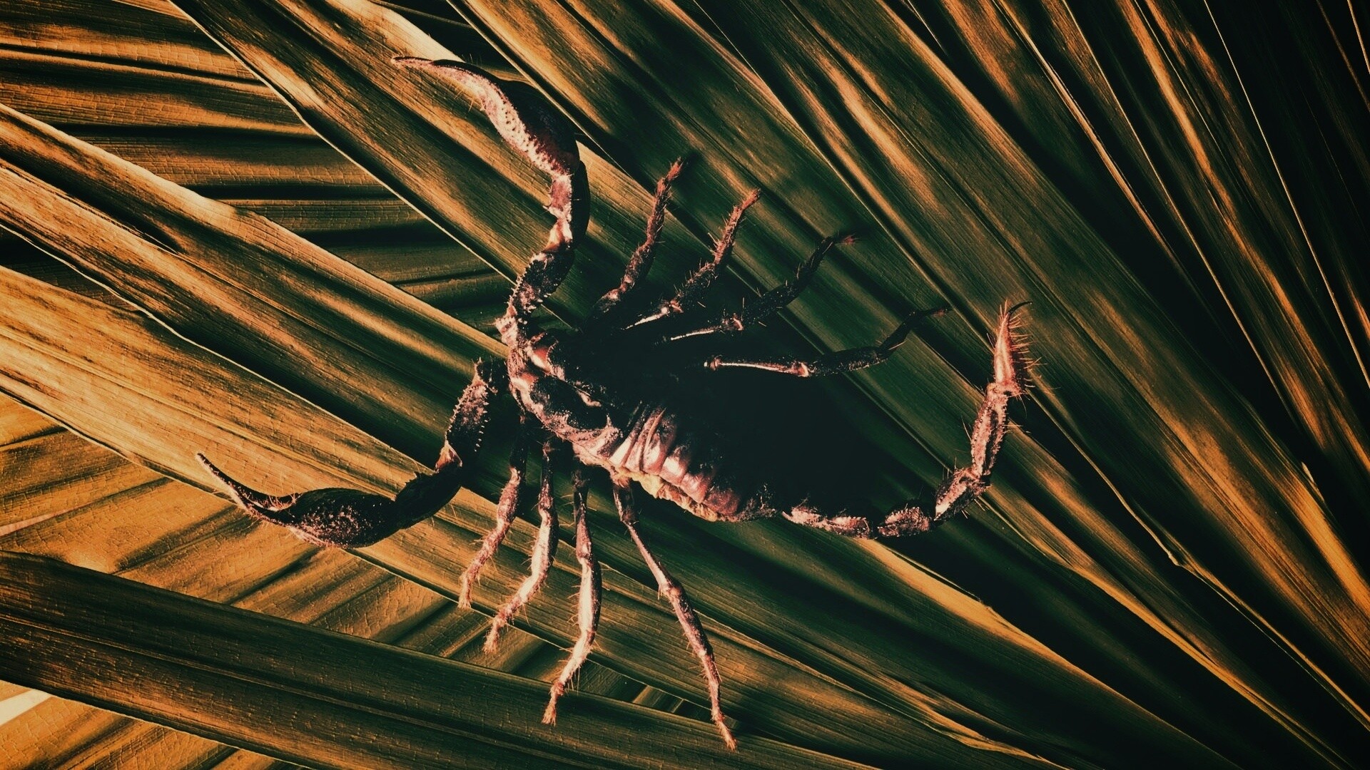 Скорпион на траве обои