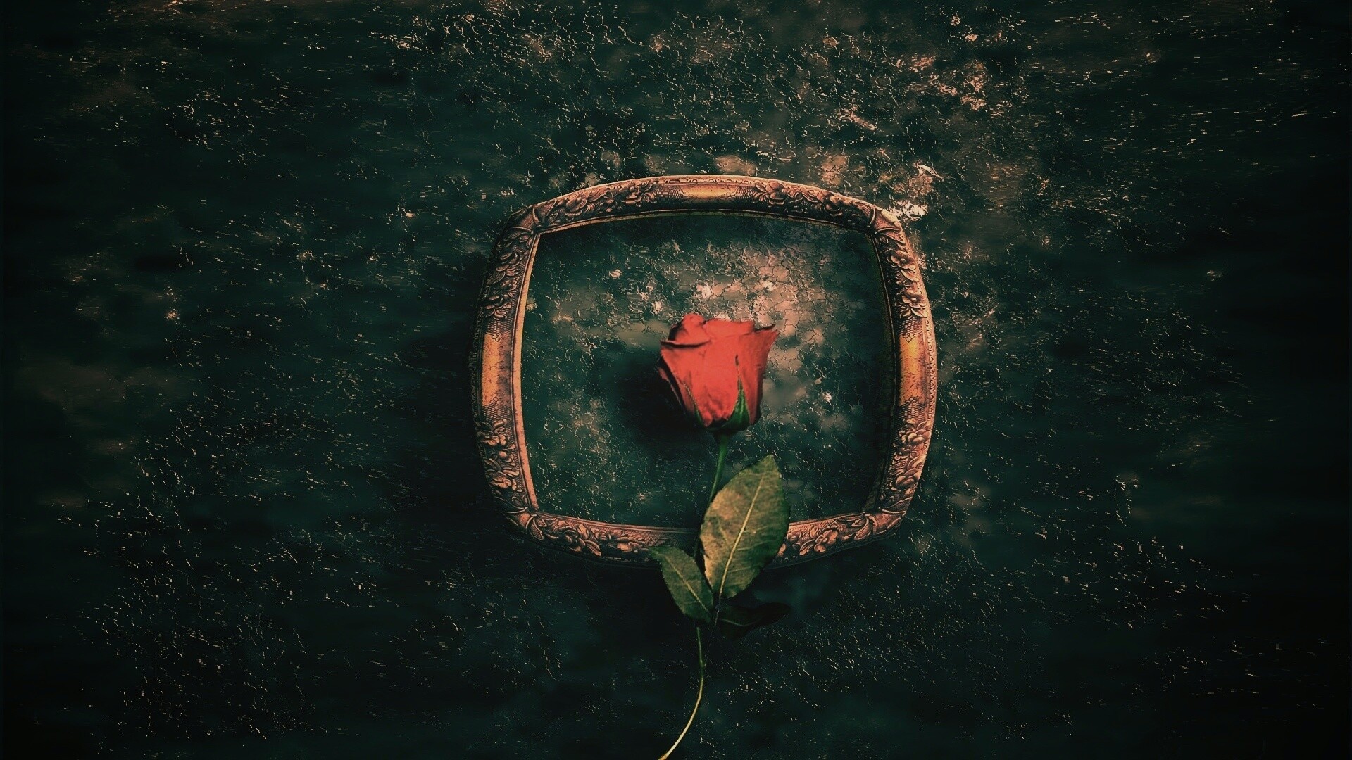 Роза на картинной раме обои