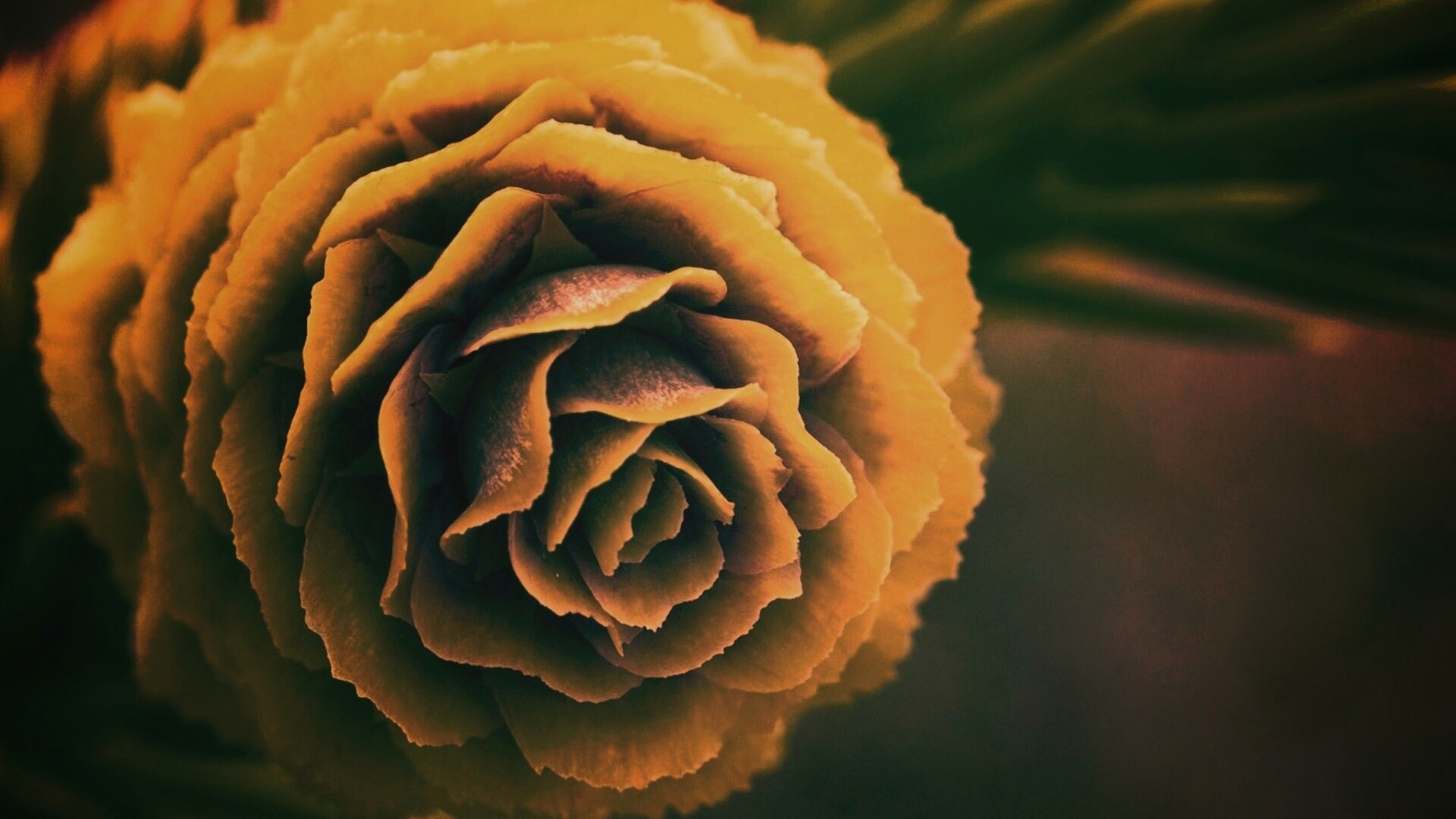 Молодая шишка обои