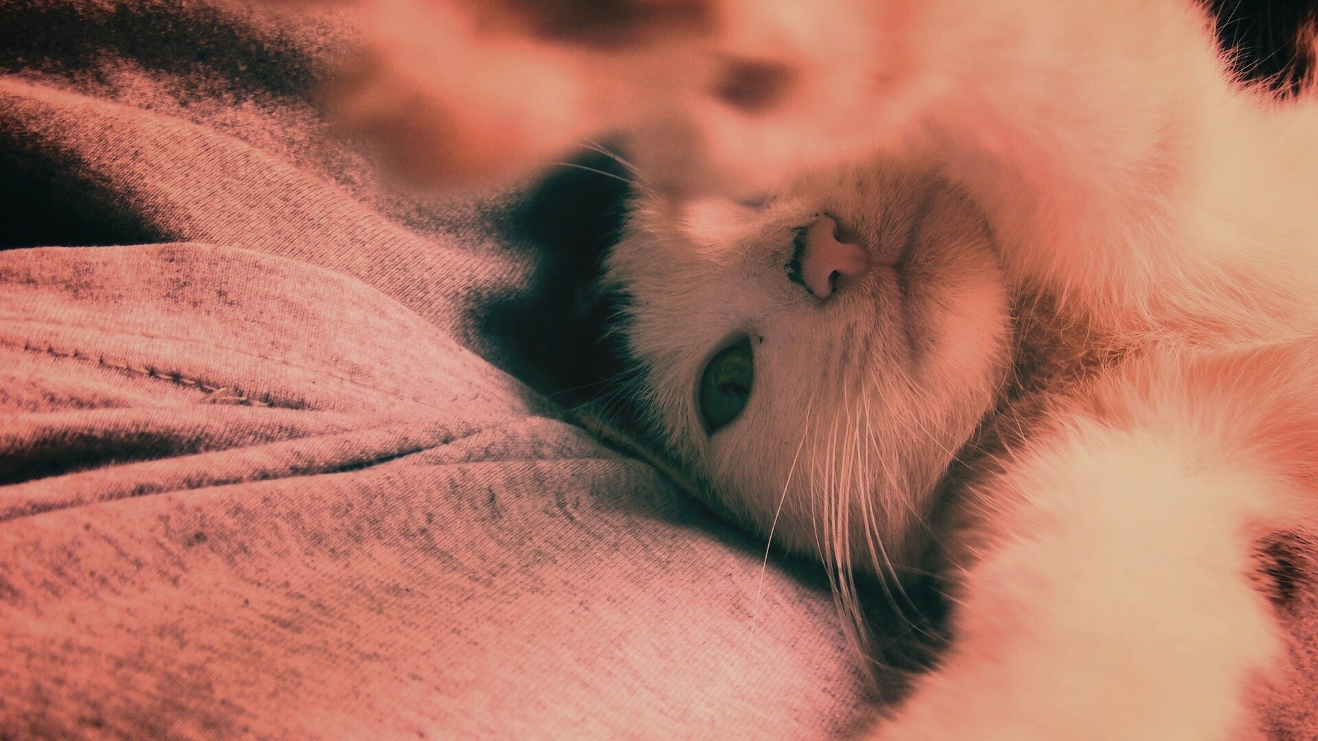 Кот фоткает сам себя обои