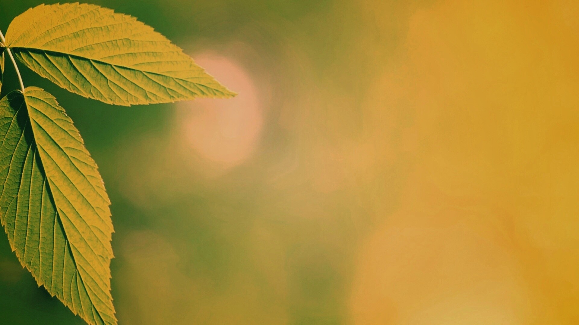 Два листа обои