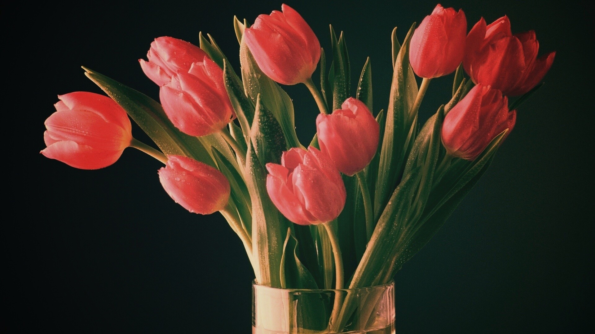 Букет тюльпанов обои