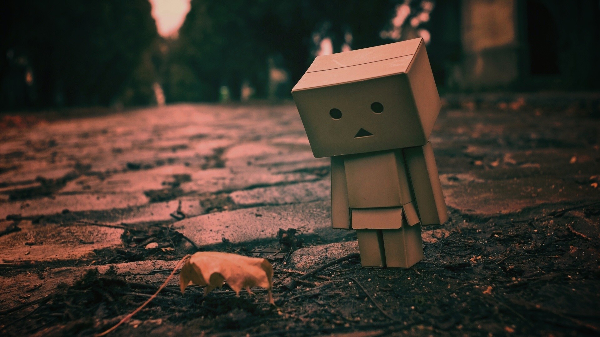 Danbo и первый осенний лист обои