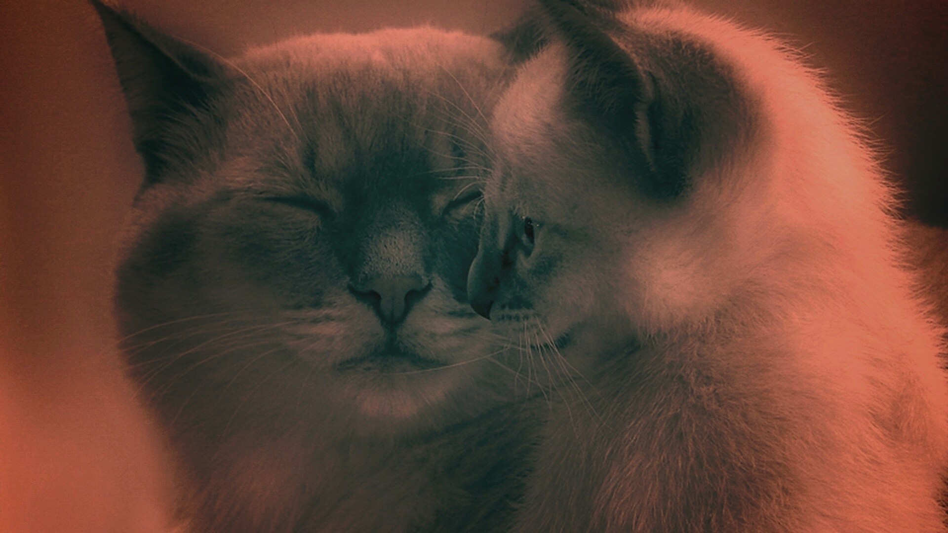 Кошка с котенком обои