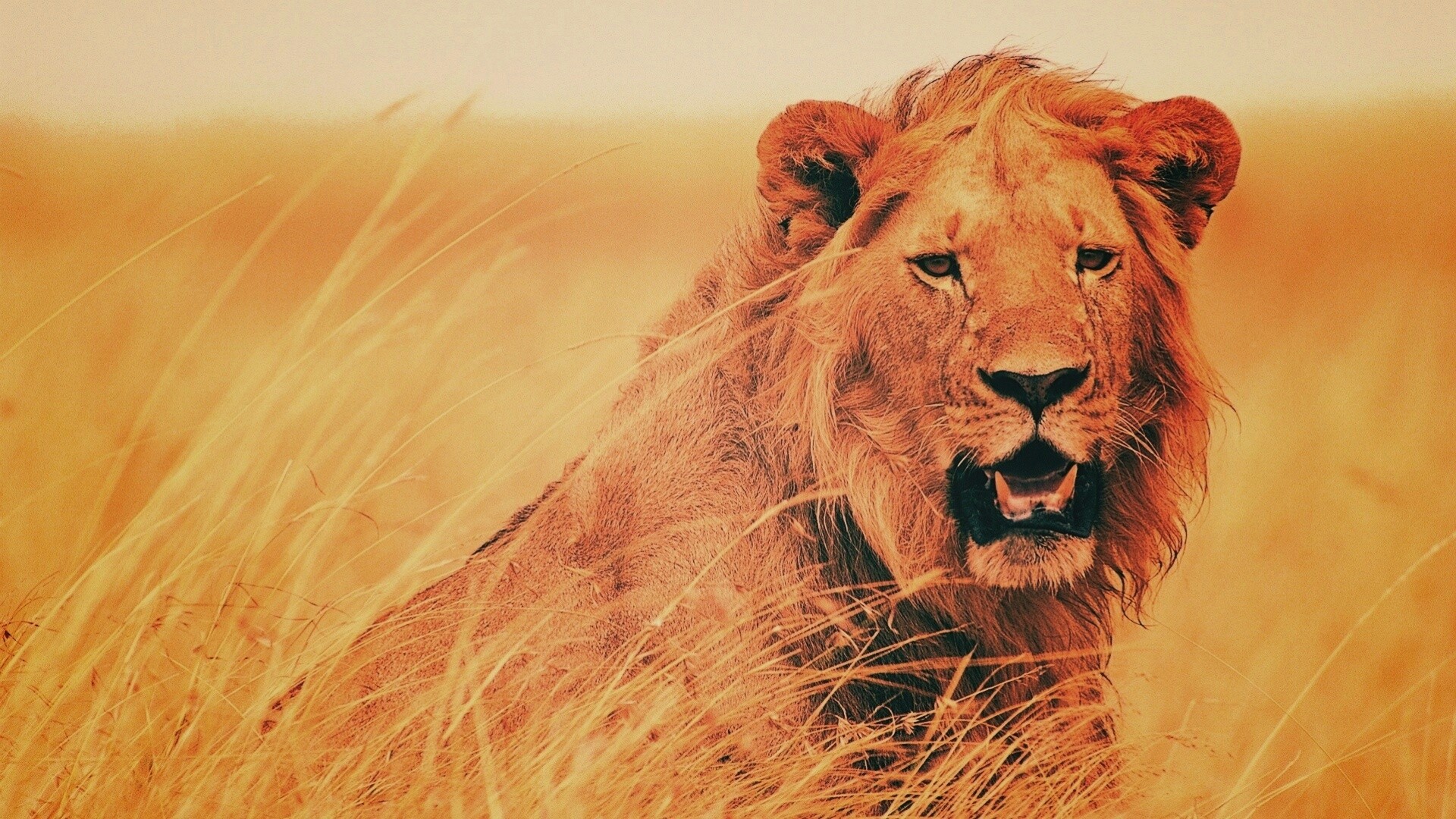 Ярко оранжевый лев обои