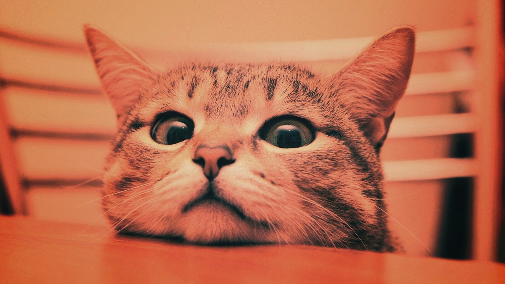 Любопытный котейка обои