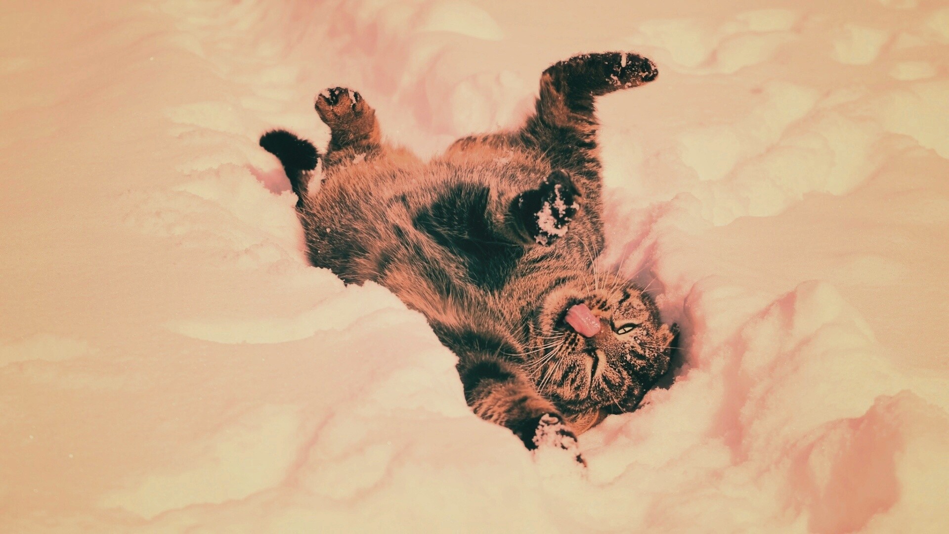 Кот валяется в снегу обои