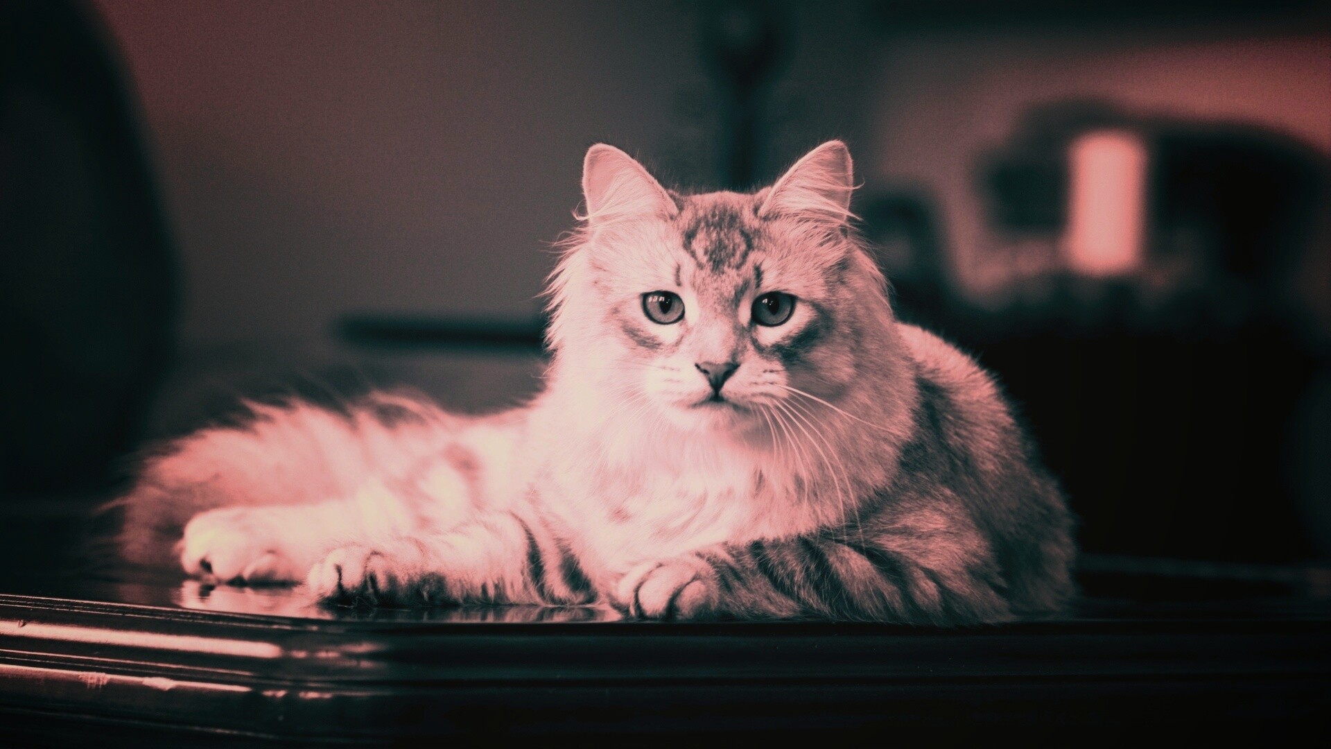 Кот благородных кровей обои