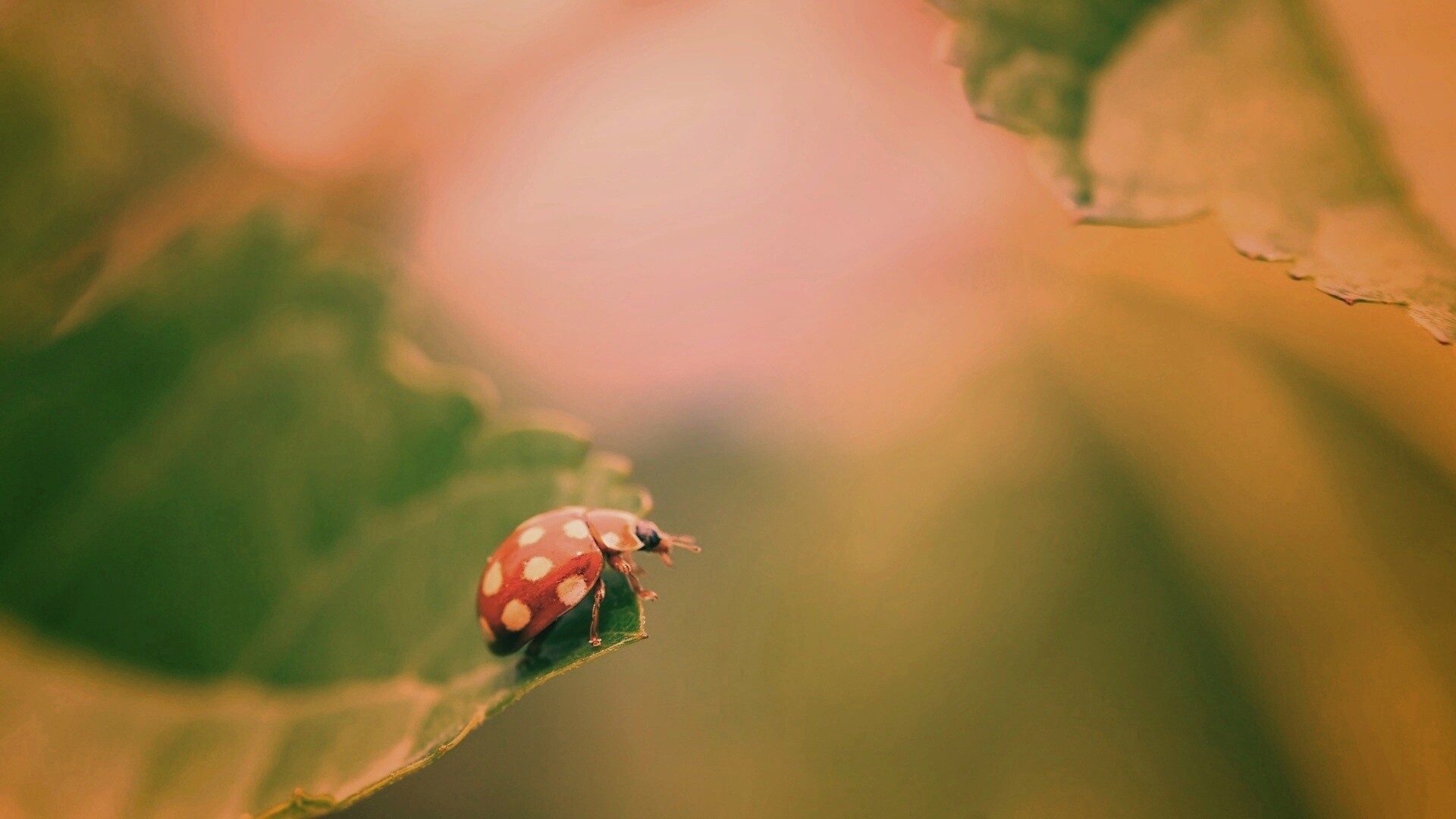 Божья коровка обои